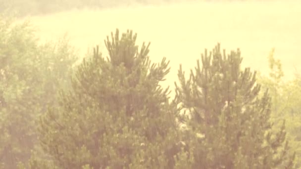 Viene una fuerte lluvia. Vista de las gotas en el fondo de los pinos . — Vídeos de Stock