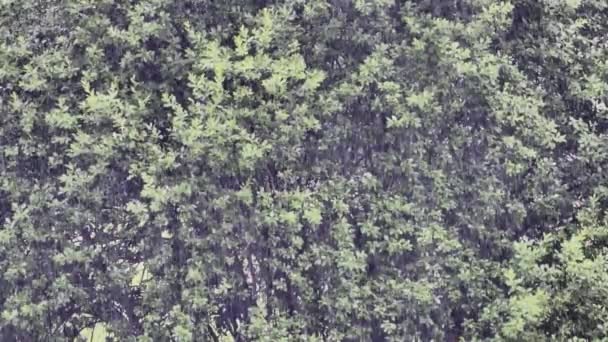Przychodzi ulewny deszcz. Widok na spadające krople w tle liści drzew. — Wideo stockowe