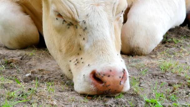 Detalle de ojo de vaca blanca con muchas moscas molestas. Las moscas se sientan o chocan con los ojos. Blanco vaca sleap en caliente día soleado en prado . — Vídeo de stock