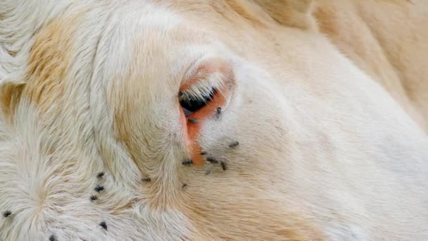 Detalle de ojo de vaca blanca con muchas moscas molestas. Las moscas se sientan o chocan con los ojos. Blanco vaca sleap en caliente día soleado en prado . — Vídeo de stock