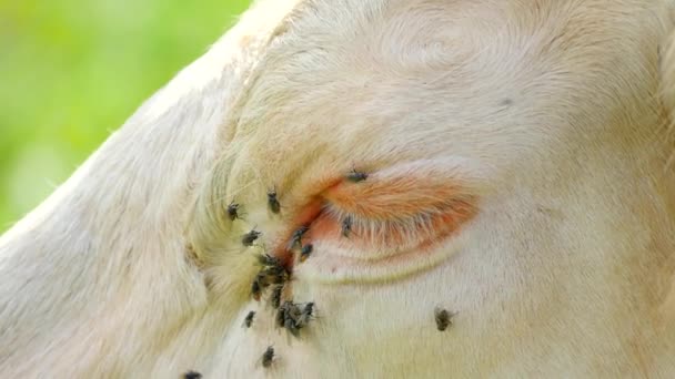 Λεπτομέρεια κεφαλιού λευκή αγελάδα. Ενοχλητικά μύγες καθίσει ή να τρέξει στο δέρμα αγελάδας. Λευκή αγελάδα βοσκή σε καυτό ηλιόλουστη μέρα στο Λιβάδι. — Αρχείο Βίντεο