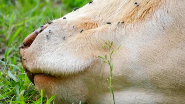 白牛头的细节。令人讨厌的苍蝇坐在或跑在牛的皮肤上。在炎热的阳光明媚的日子里, 白牛在草地上吃草. — 图库视频影像