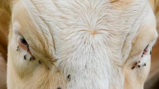 Detalle de cabeza de vaca blanca. Las moscas molestas se sientan o corren sobre la piel de la vaca. Vaca blanca pastando en el día soleado caliente en el prado . — Vídeos de Stock