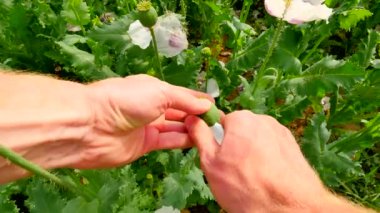 Bakış görüntüleri. Çiftçi el ürün denetimi için haşhaş baş beyaz ve olgunlaşmamış haşhaş tohumu dışarı alıntı çakı ile. Yeşil unripened gelincik somniferum kalitesini. 