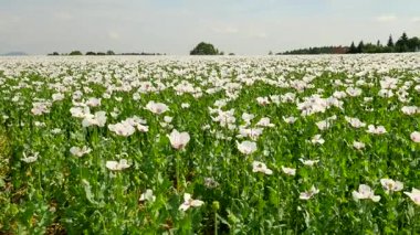 Haşhaş tohumu zavallı hasat. Susuz bazı yerlerde ile beyaz haşhaş alanın üzerinde görüntüleyin. Kuru kil, kısa SAP, ölüm bitkiler. Çiçek haşhaş ve hafif rüzgarda hareketli yeşil haşhaş başkanları, 