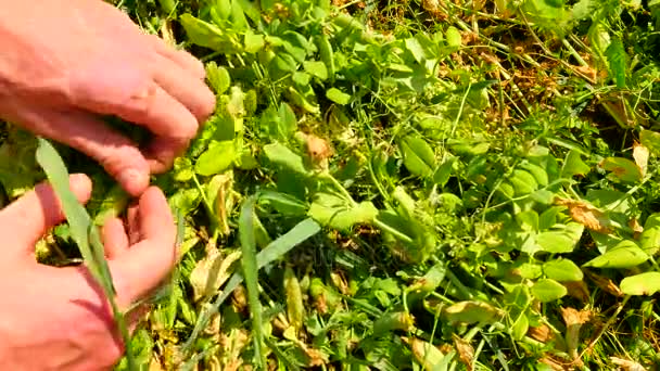 Сбор зеленого горошка. Мужские руки собирают сладкий горох, открывают стручки зеленого гороха, контролируют качество и зрелость зеленых ягод — стоковое видео