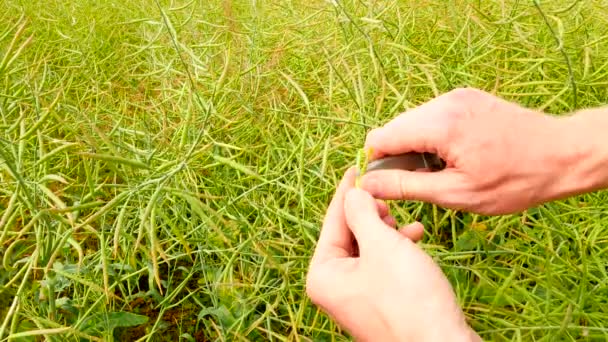 Point de vue. La main de l'agriculteur gratte les graines avec un couteau de la gousse juste devant la caméra et vérifie la maturité de la paume. Haricots verts et bruns frais. Champ agricole cultivé de colza oléagineux . — Video