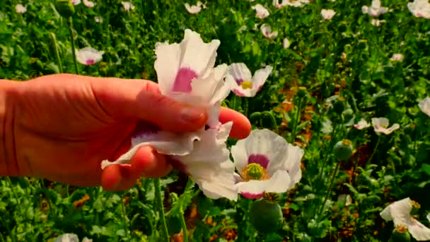 Рука відриває пелюстки білого маку. Пальці білих частин цвітуть. Крупним планом розквіт білого маку, що рухається по похмурому вітру, зелені рослини на задньому плані. Прекрасна макова свіжість . — стокове відео