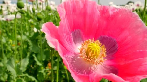 Poppies on sunny day. Alone red pink poppy flower hybrid between white poppies in large field. Beautiful poppy freshness. Bright white and red oriental hybrid poppy flower. — Stock Video
