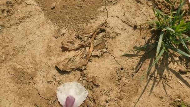 Problemas ecológicos. Algunos lugares sin agua y flores secas en el campo durante el verano caliente. Vista sobre el campo de amapola blanca. Flor de amapolas y cabezas de amapola verde moviéndose en viento suave — Vídeo de stock