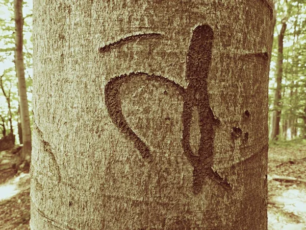 Chinese or Japanese letter. Knife carving on tree bark. Tree vandalism in forest — Stock Photo, Image