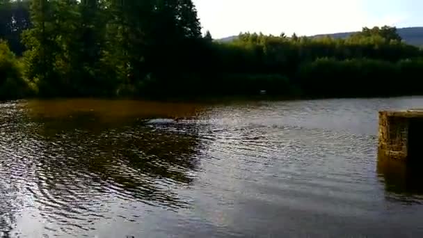 Καυτή θερινή ημέρα σε λίμνη. Σκύλος, άλμα και να κολυμπήσει στο νερό. Αγροτική λίμνη — Αρχείο Βίντεο
