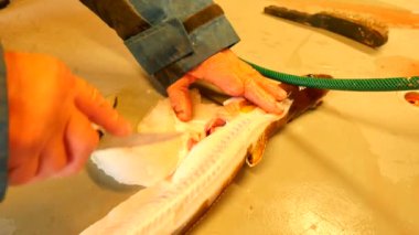 Ortak ling gutting, ling (Molva molva) Balık. . Işleç dorsal kesim çok keskin bıçak ile yapar. Ellerini iç organlar ve fileto ayrılması kemik üzerinden kontrol. Balık karaciğer, bağırsaklar kaldırma kontrol. 