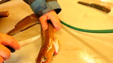 Ortak ling gutting, ling (Molva molva) Balık. . Işleç dorsal kesim çok keskin bıçak ile yapar. Ellerini iç organlar ve fileto ayrılması kemik üzerinden kontrol. Balık karaciğer, bağırsaklar kaldırma kontrol. 