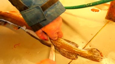 Ortak ling gutting, ling (Molva molva) Balık. . Işleç dorsal kesim çok keskin bıçak ile yapar. Ellerini iç organlar ve fileto ayrılması kemik üzerinden kontrol. Balık karaciğer, bağırsaklar kaldırma kontrol. 