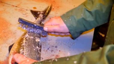 Cod, morina. Hızlı kaldırma-in ölçekler bir dosyalama masada bir tel fırça ile. Güçlü erkek görünümünü Deniz balığı ile çalışma eller. Kaldırılan ölçekler ve masanın üzerinde kan.
