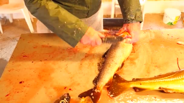 Γάδος, ο μπακαλιάρος. Γρήγορη απομάκρυνση των κλιμάκων με μια συρμάτινη βούρτσα σε έναν πίνακα της κατάθεσης. Άποψη του δυνατά χέρια αρσενικό που ασχολούνται με τα ψάρια στη θάλασσα. Αφαιρεθεί κλίμακες και αίμα στο τραπέζι. — Αρχείο Βίντεο
