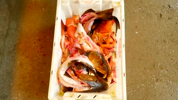 Esqueleto de pescado tirado en una caja de plástico. El esqueleto del bacalao después de retirar el filete de las caderas de los peces. Patas masculinas en botas de goma pesadas pasos alrededor de la caja . — Vídeo de stock