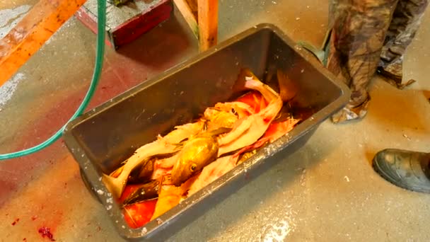 Workers hand throws fish skeleton into black crate. Skeleton of cod fish after removing fillet from hips. Bloody fish residues and other waste. Male legs in heavy rubber boots steps around crate. — Stock Video