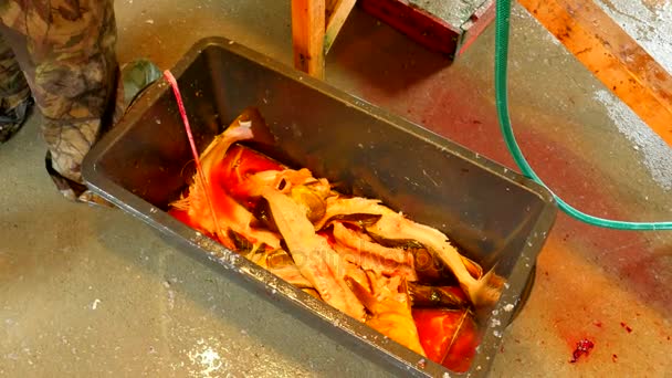 Arbetstagare hand kastar fisk skelett i svart låda. Skelett av torsk när filén ur höfter. Blodiga fisk avfall och annat avfall. Manliga ben i tung gummi stövlar steg runt crate. — Stockvideo