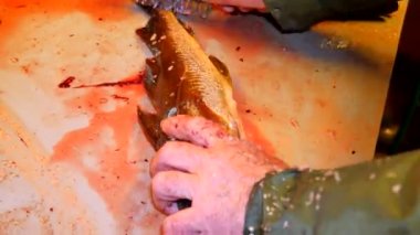 Cod, morina. Hızlı kaldırma-in ölçekler bir dosyalama masada bir tel fırça ile. Güçlü erkek görünümünü Deniz balığı ile çalışma eller. Kaldırılan ölçekler ve masanın üzerinde kan.