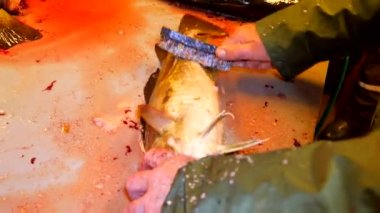 Cod, morina. Hızlı kaldırma-in ölçekler bir dosyalama masada bir tel fırça ile. Güçlü erkek görünümünü Deniz balığı ile çalışma eller. Kaldırılan ölçekler ve masanın üzerinde kan.