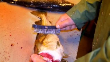 Cod, morina. Hızlı kaldırma-in ölçekler bir dosyalama masada bir tel fırça ile. Güçlü erkek görünümünü Deniz balığı ile çalışma eller. Kaldırılan ölçekler ve masanın üzerinde kan.