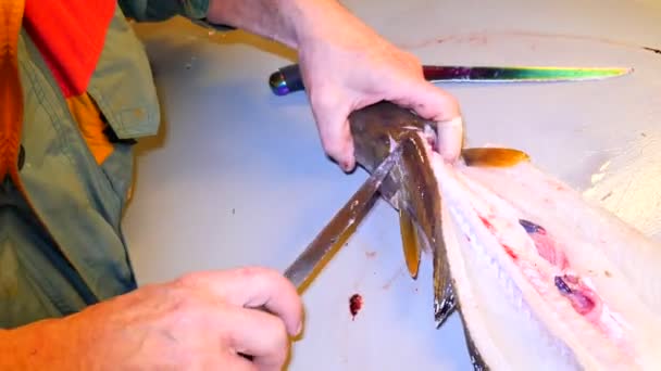 Обычная рыба поймана в Норвегии. Человек в рабочем резиновом фартуке очищает скользкую кожу от рыб. Руки профессионально работают с морской рыбой, семейной рыбной компанией. Беспорядок и кровь на столе . — стоковое видео