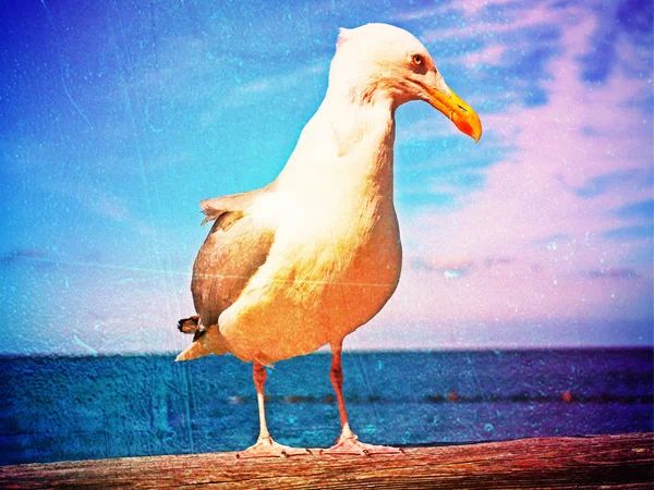Film effect. Close seagull stay on wooden handrail. Big bird looking into camera — Stock Photo, Image