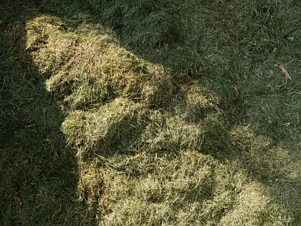 Terrible smell rotten grass. Decay harvested grass in green mound in garden. — Stock Photo, Image