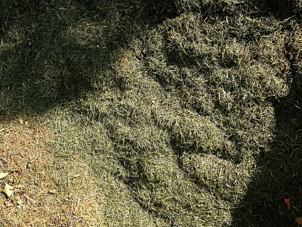 Terrible smell rotten grass. Decay harvested grass in green mound in garden. — Stock Photo, Image