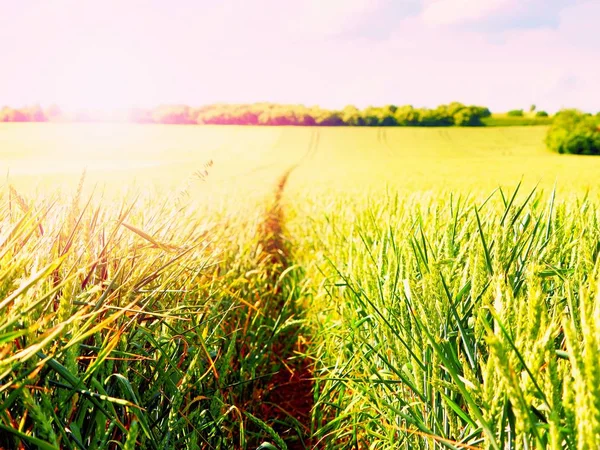 Brilhando jovens calos de trigo verde crescendo no campo, luz no horizonte. Raios de sol dourado no trigo — Fotografia de Stock