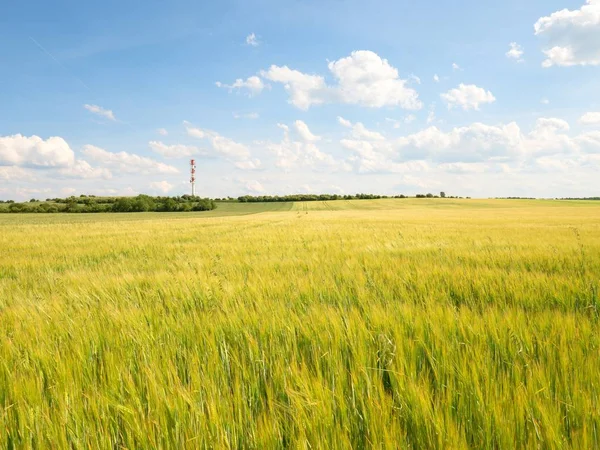 Giovani calli d'orzo verdi che crescono sul campo, leggeri all'orizzonte. Sole sopra l'orizzonte — Foto Stock