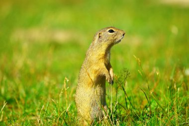 Zemin sincap uyarı ve çevresinde izlerken. Güzel memeli 