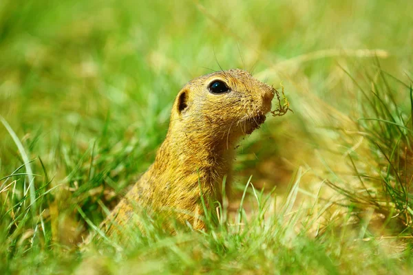 La ardilla de tierra sostiene algunos granos en las patas delanteras y se alimenta. Pequeño animal sentado solo en hierba corta . —  Fotos de Stock