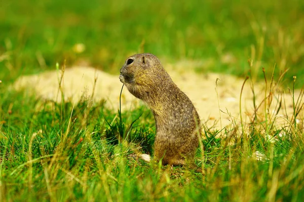 La ardilla de tierra sostiene algunos granos en las patas delanteras y se alimenta. Pequeño animal sentado solo en hierba corta . —  Fotos de Stock