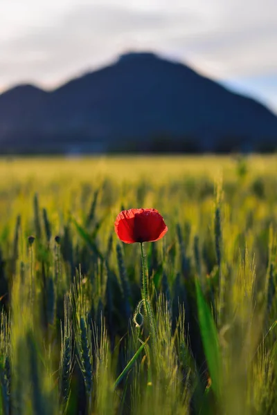 Fiori di papavero rosso fresco stanno svolazzando con campo di orzo verde fresco. I papaveri rossi in fiore — Foto Stock