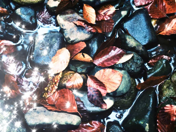 Efekt filmu. Upadły buk liści i kamienie w wody górskiej rzeki. Kolory jesieni. Symbol jesieni. Pomarańczowy zgniłych liści — Zdjęcie stockowe