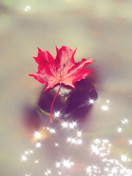 Film effect.Autumn colors. Fallen maple leaf on slippery basalt stone in smoky water. Cold water of  mountain stream cascade — Stock Photo, Image