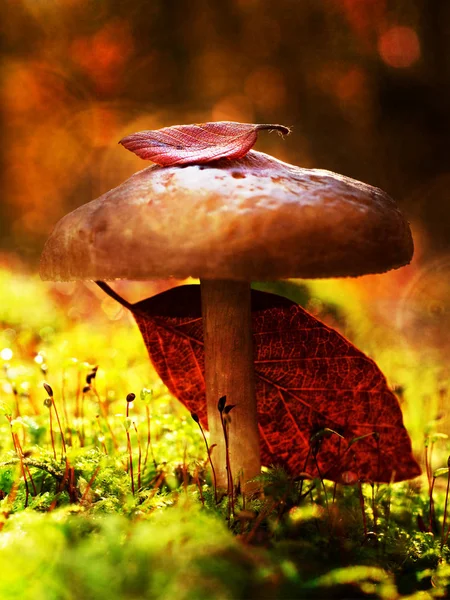 Film effect. Mysterious wild muschroom in lighting forest. Slim stalk, fallen leaf on cap  with surreal light. Moss and fairytale mushroom — Stock Photo, Image