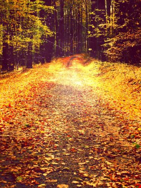 Film etkisi. Erken sonbahar ormanda kayın ağaçları arasında önde gelen yolu. Yaprakları taze renklerin, yelllow yeşil yaprakları 