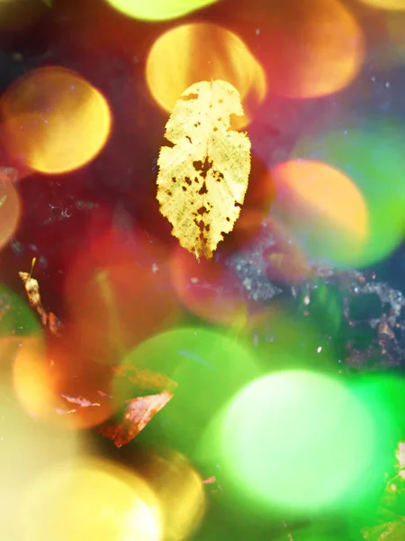 Film hatása. Kidőlt bükkfa elhagyja, és kő-hegyi folyó vízben. Őszi színek. Őszi szezon jelképe. Narancssárga korhadt levelek — Stock Fotó