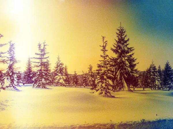 Filmeffekt. Winter in den Bergen. frischer Pulverschnee bedeckte Bäume in den Bergen. Minute vor Sonnenuntergang. Kühler Abend. — Stockfoto