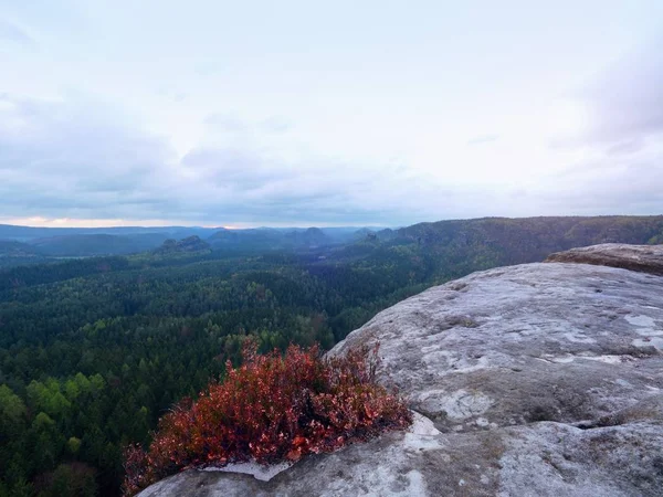 Felsklippe mit buntem Heidekrautbusch, Schlucht voller sanften Nebels und Sonne in Wolken versteckt. — Stockfoto