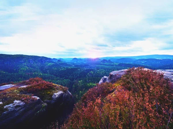 Renkli heather bush, gulch hafif sis ve güneş dolu ile kayalık uçurum bulut içinde gizlidir. — Stok fotoğraf