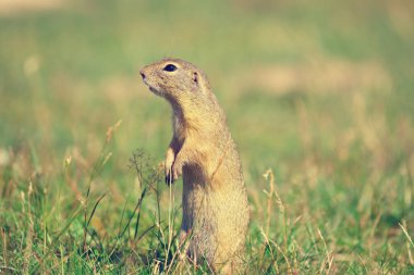 Zemin sincap uyarı ve çevresinde izlerken. Güzel memeli 