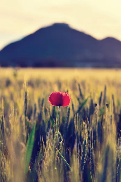 Flor de amapola roja fresca en el campo verde sobre un fondo. Flores de amapola roja en el campo —  Fotos de Stock