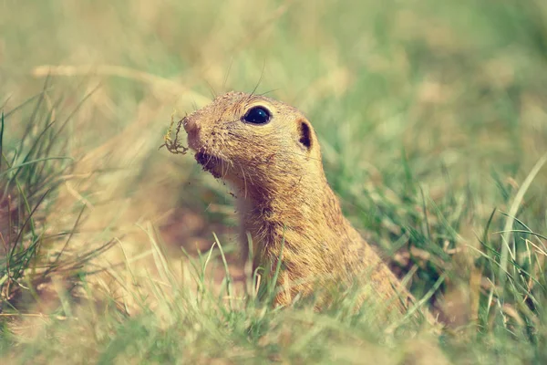 Adut ground squirrel standing on back legs and looking around. Animal posting in short grass — Stock Photo, Image
