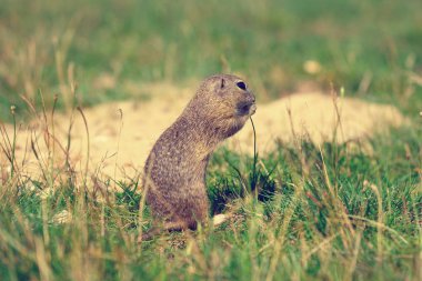 Zemin sincap bazı Mısır ön ayakları ve besleme tutun. Küçük hayvan tek başına kısa çim oturmak.