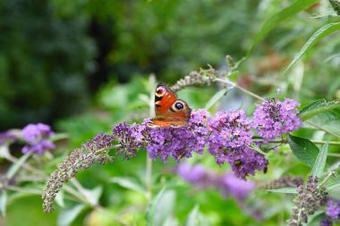 Peacock butterfly on a buddleja bush in summer clipart